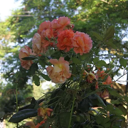 Bed & Breakfast Il Campetto 3*