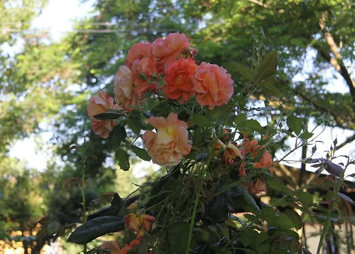 Couette-café Il Campetto 3*